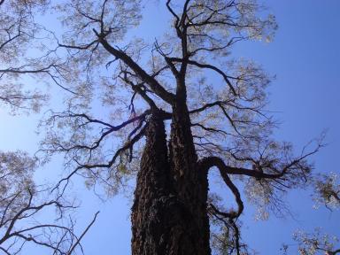 tree&sky