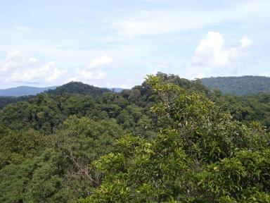 forest