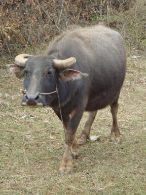 buffalo