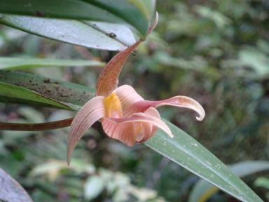 orchid