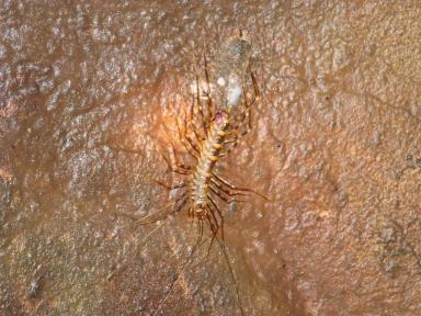 centipedething