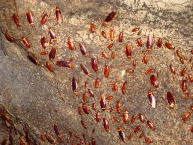 cockroaches