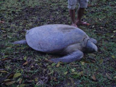turtle