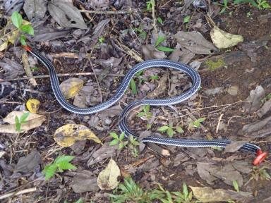 snake