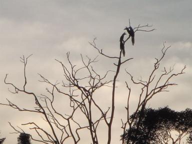 wchornbill