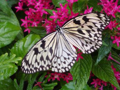 butterfly1