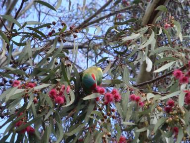musklorikeet
