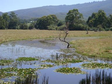 pond