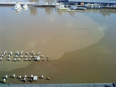 boats