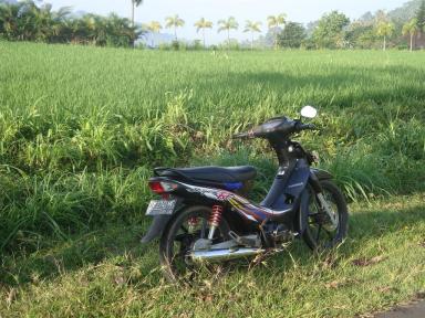 motorbike&ricefield