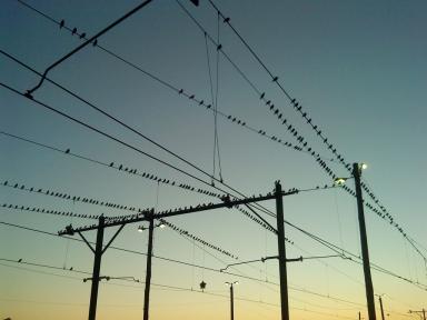 flock