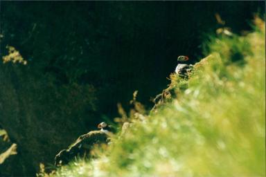 puffins