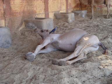 lyingcamel