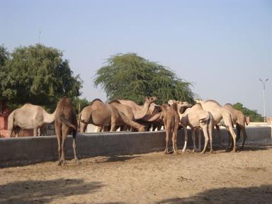herd