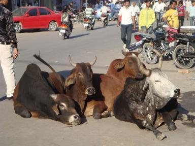 cowsinroad