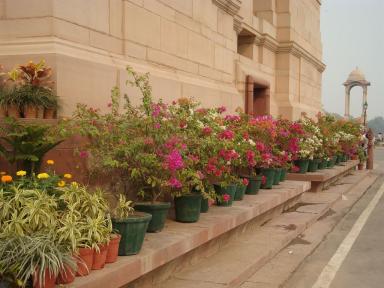 delhi