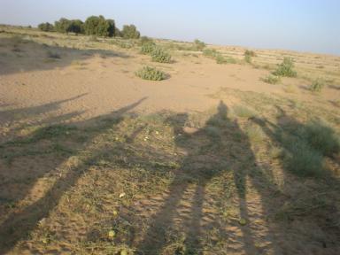 shadows