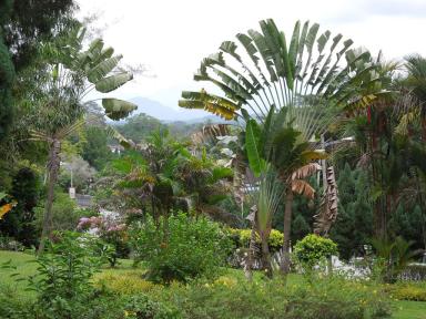 palm