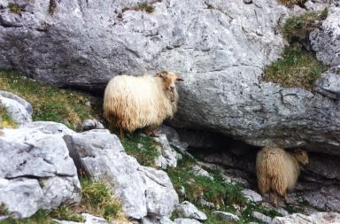 sheep