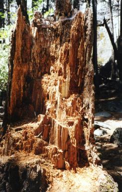 splitstump