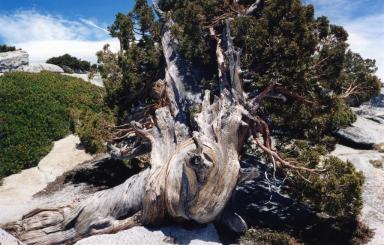 stuntedtree