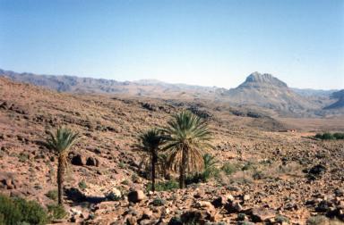 morepalms