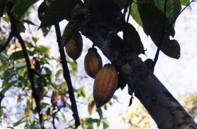 cocoa2