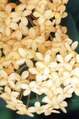 108908