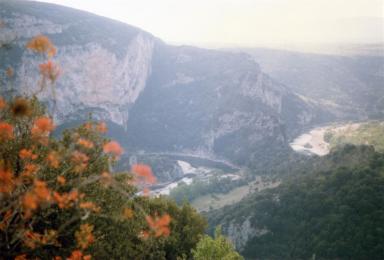 orangeflowers