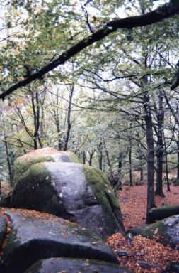 wood&rock