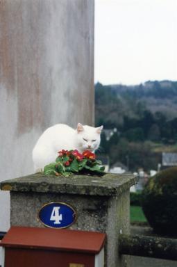 cutecat