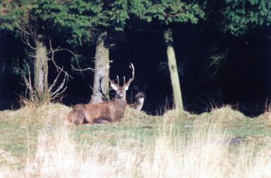 deer2