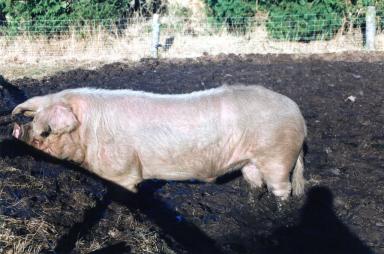 pigs