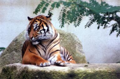 normandy94tiger