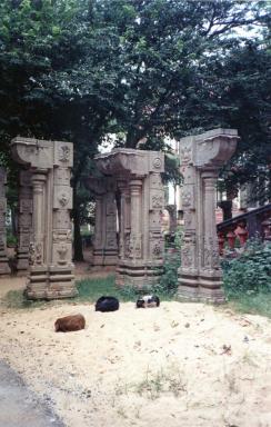 mus3