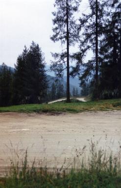 road&trees