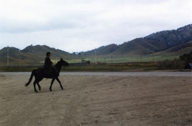 horse