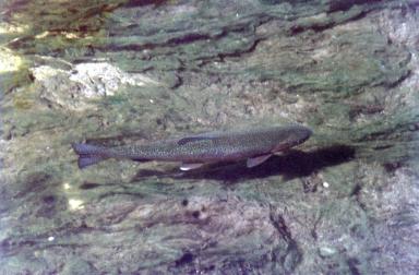 fish