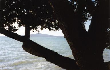 auckland1