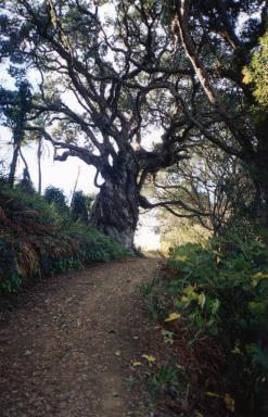 kawhia2
