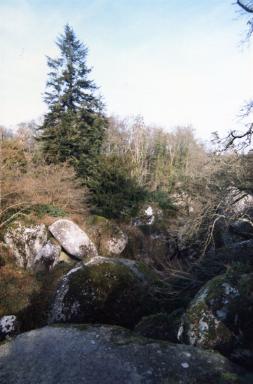 forest2
