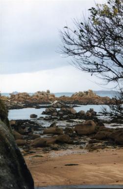 trees&rocks