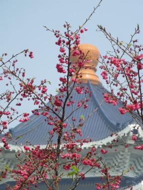taiwanblossom