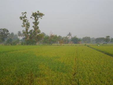 ricefields