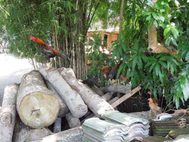 chooks1
