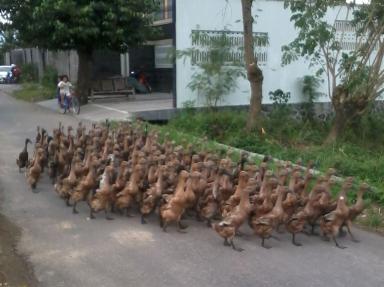 ducks1