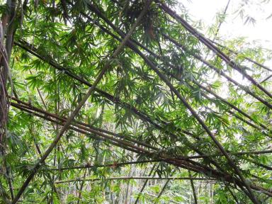 bamboo1