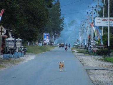 dog