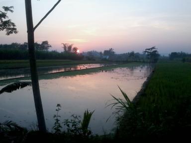 ducks&paddies