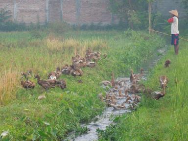 ducks3